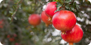 Bio-Stimulant Registration