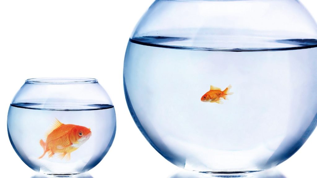 import-of-ornamental-fishes